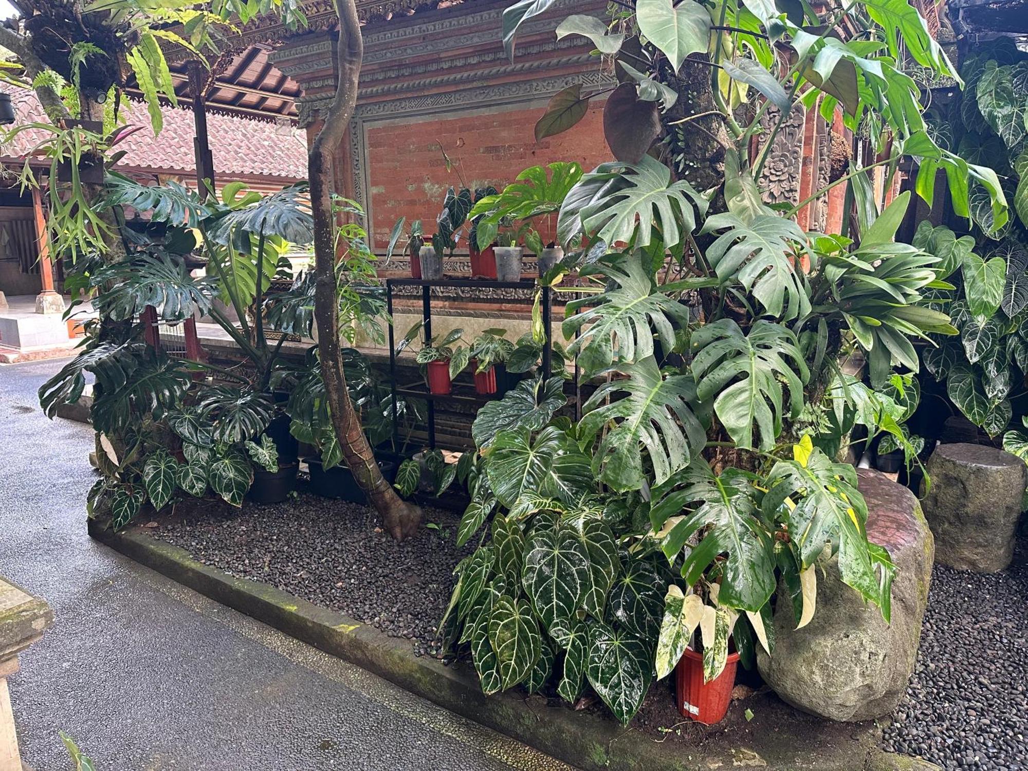 Naeera Guest House Ubud Dış mekan fotoğraf