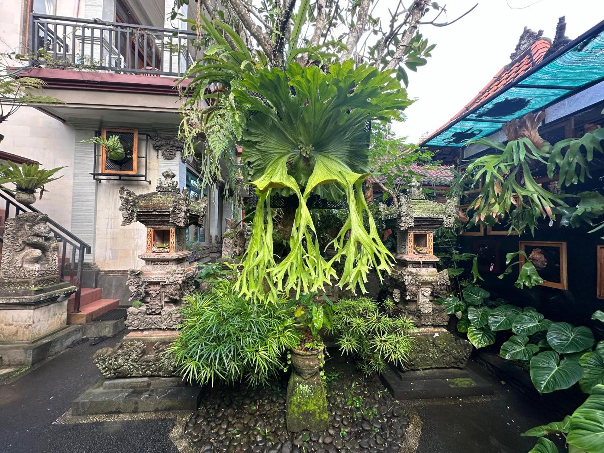 Naeera Guest House Ubud Dış mekan fotoğraf